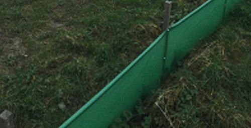 The Great Crested Newt